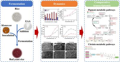 Study on the effect of ascorbic acid on the biosynthesis of pigment and citrinin in red yeast rice based on comparative transcriptomics